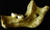 Moulage d'hémi-mandibule droite de Néandertalien juvénile
